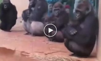 How do gorillas react to cold?