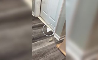 Кот сам себя развлекает