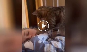 The cat gently wakes up its owner