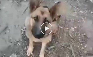 Nice video. The return of the dog to the owners