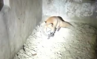 Бродяга лисица заблудилась в коридорах военной батареи