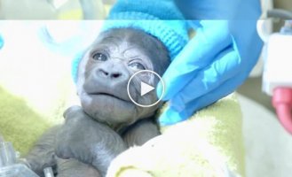 Детеныша горилла спасли при помощи уникальной операции