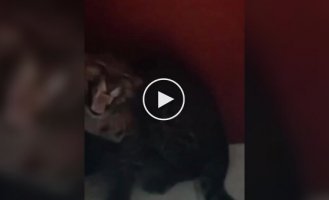 Леопард пробрался в отель в Индонезии