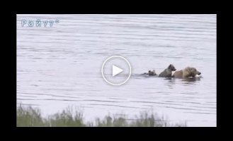 Медвежье семейство, пересекающее реку в заповеднике