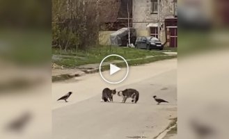 Коты попытались устроить дуэль