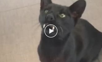 Кот-дракула которого Вы еще не видели