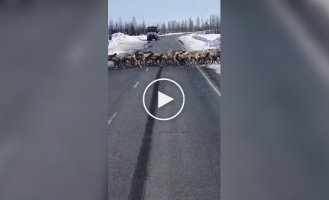 Конвой оленей на дороге