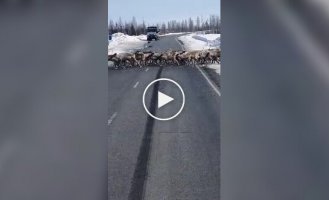 Convoy of deer on the road