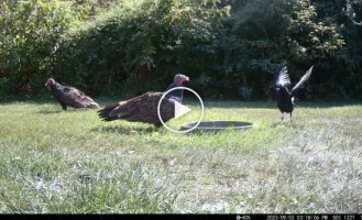 How smart crows are