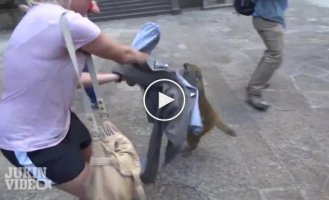 Хитрые обезьяны против наивных туристов