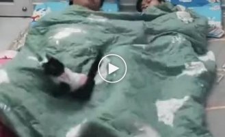 Restless kittens prevent their owners from falling asleep