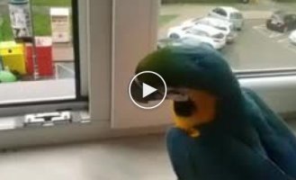 A parrot that is unlikely to fly anywhere