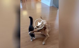 The dog decided to hug the cat like a brother, but he understood everything differently