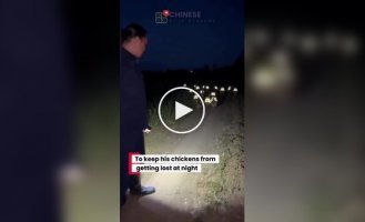 In China, a farmer has sewn reflective vests for chickens