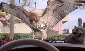 A motorist captured a hawk hunting a kitten.
