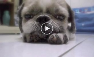 Позитивный засыпающий щенок