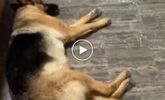 The dog who recognizes his favorite sound out of a thousand