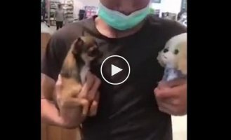Пес устранил конкурента