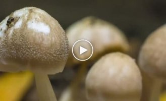 Mushroom Growth in Time Lapse