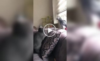 Parrot imitates owner's voice to calm cat