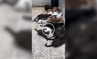 Коты охотятся