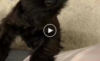 Funny reaction of a dog to a hair dryer