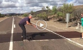 Standard procedure in Australia for extracting kangaroos from road traps