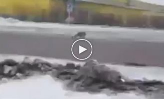 Гигантская крыса сцепилась с собакой в Уссурийске и попала на видео