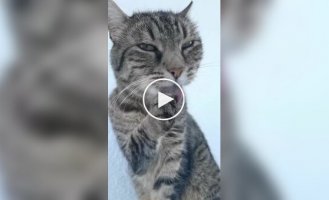 Пушистые соблазнители
