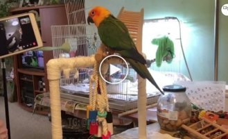 Scientists have taught parrots to talk to each other via video link so that they are not lonely