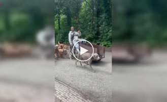 Прохожие сняли самого эпичного выгульщика собак в Амстердаме