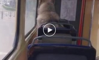 A dog without a ticket on a tram. Odessa