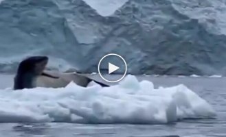 Oops, sorry, wrong ice floe: penguin fail