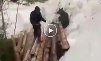 In Yakutia, workers rescued a calf stuck under logs