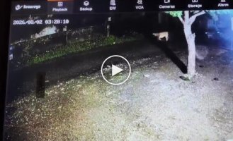 Зебу смогла отбиться от молодых львов