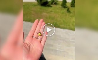 A girl in Australia pulled a large spider out of a car