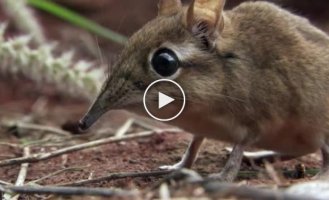 Классное видео из жизни мишки