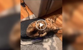 Кошка нашла себе вибромассажер