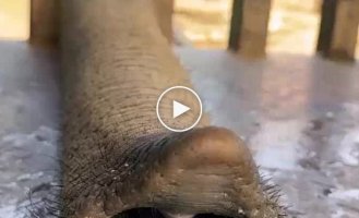 Elephant Eating Bananas Becomes an Internet Celebrity
