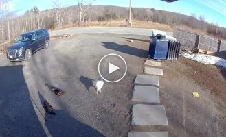 Смелый охранник с крыльями: гусь не пустил курьера на ферму