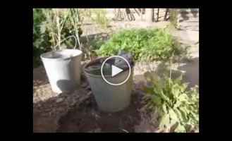 Кто сказал, что коты боятся воду