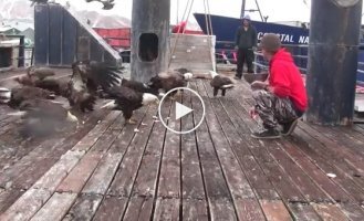 В суровых краях и голуби суровые! Кормление белоголовых орланов на Аляске