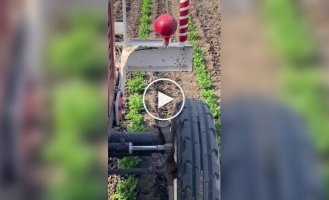 Стой, дальше нельзя: отважная птица перегородила путь технике