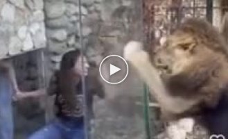 A lion in the Lebanese zoo and a girl who wants to take a selfie