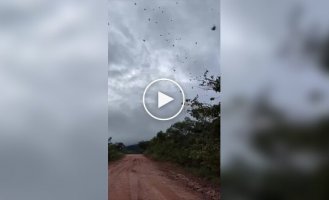 Spiders took over the sky in certain areas of Brazil