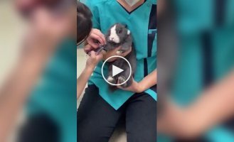 A rabbit is stressed at the vet's