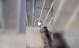 Упитанный и непредсказуемый кот