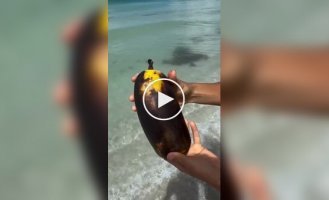 На Гавайях нашли короля бананов