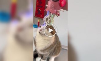 Вищий ступінь котячої насолоди