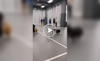 Реакция собак на робопса